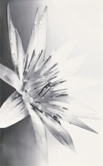 Negra white inserto flower 25x40